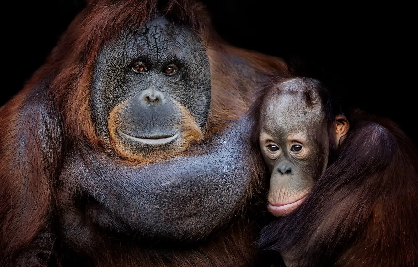 Photo wallpaper nature, background, monkey