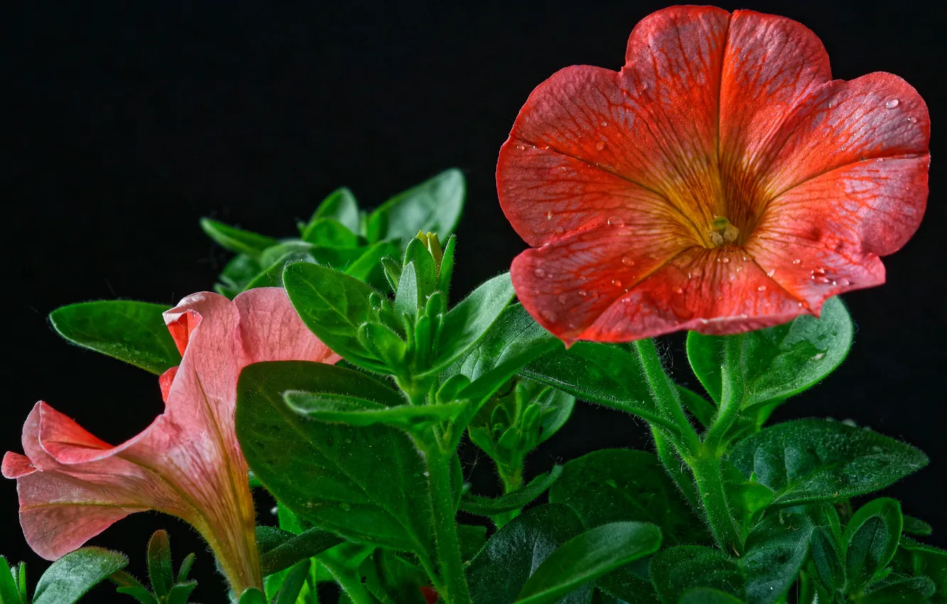 Photo wallpaper leaves, drops, flowers, close-up, red, wet, black background, Petunia