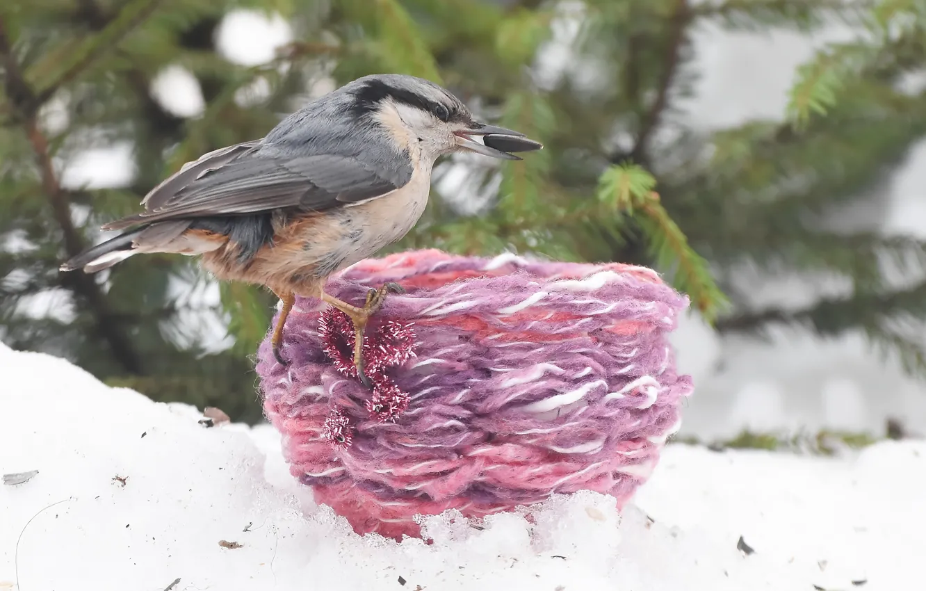 Photo wallpaper winter, nature, bird, nuthatch, photohunt