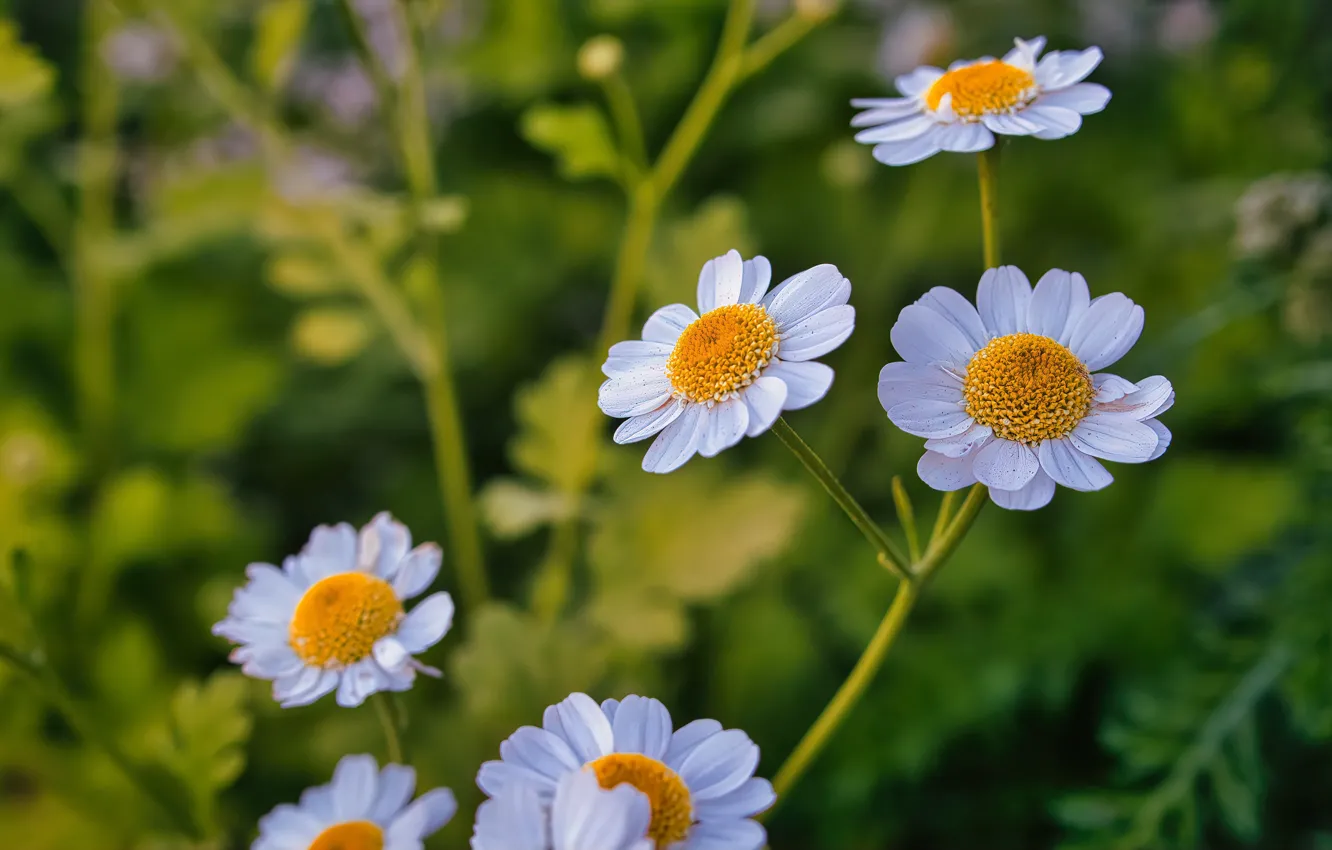 Photo wallpaper macro, chamomile, bokeh