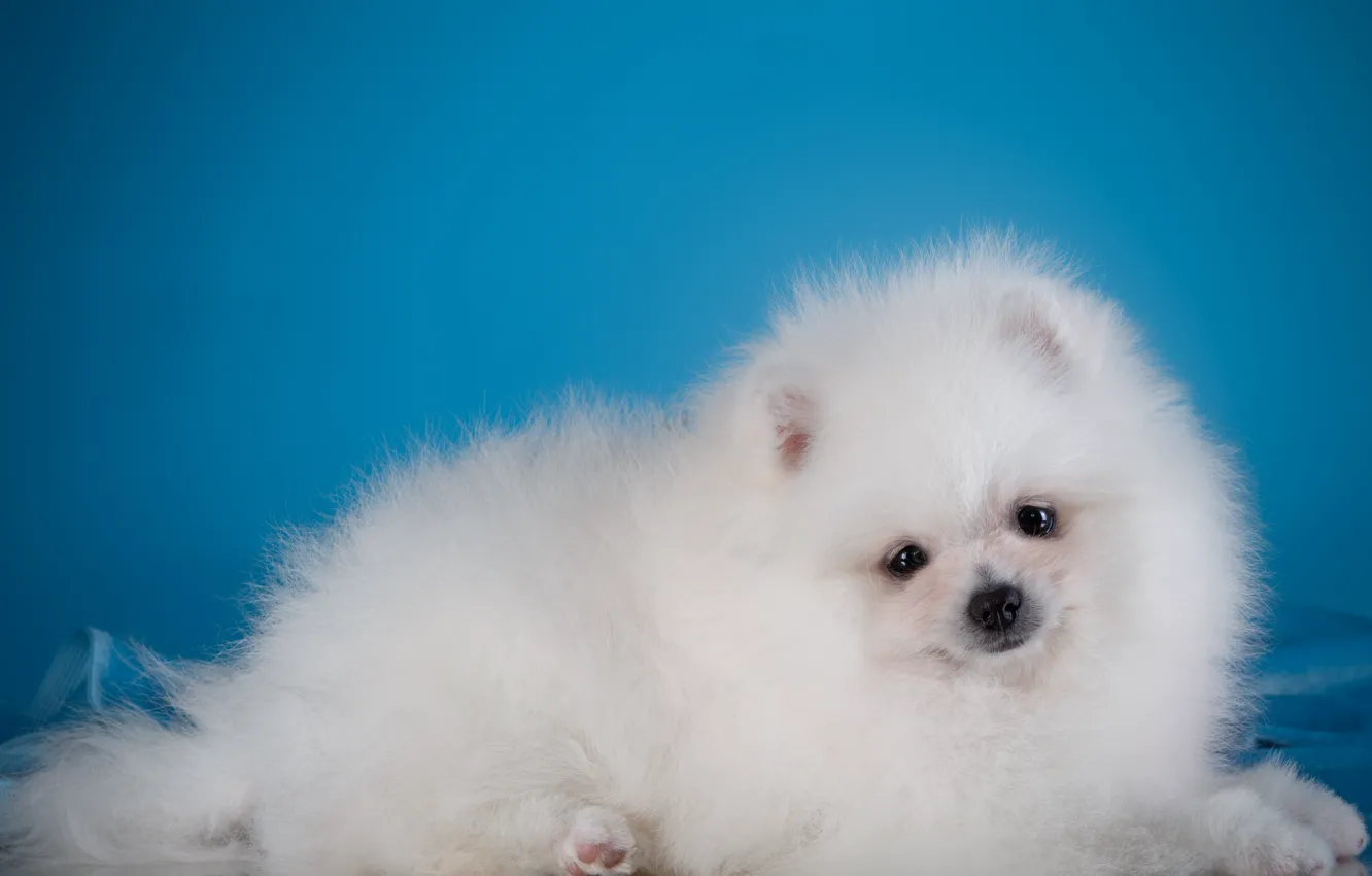 Photo wallpaper white, puppy, Spitz