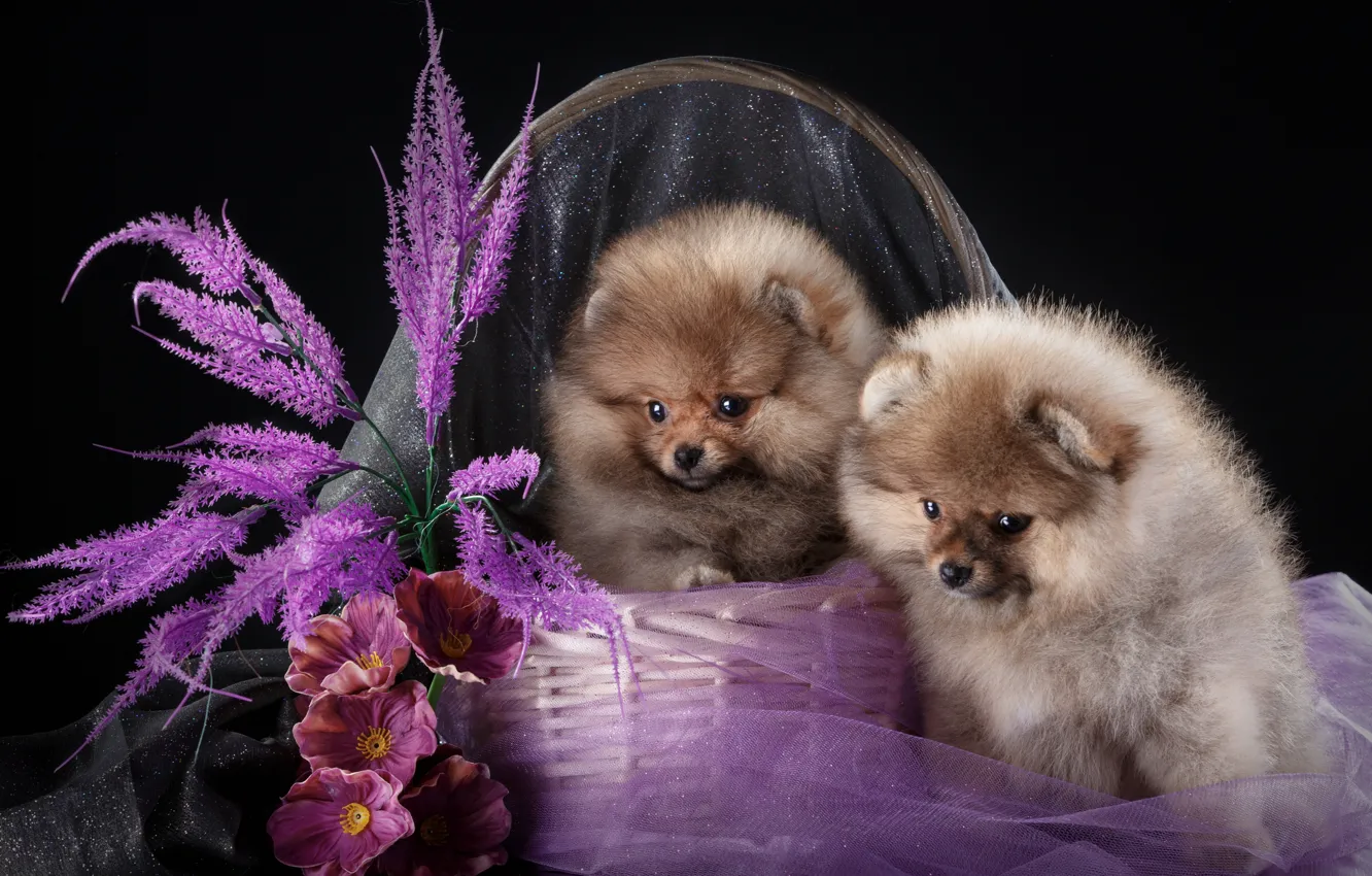 Photo wallpaper flowers, basket, puppy, Duo, Spitz