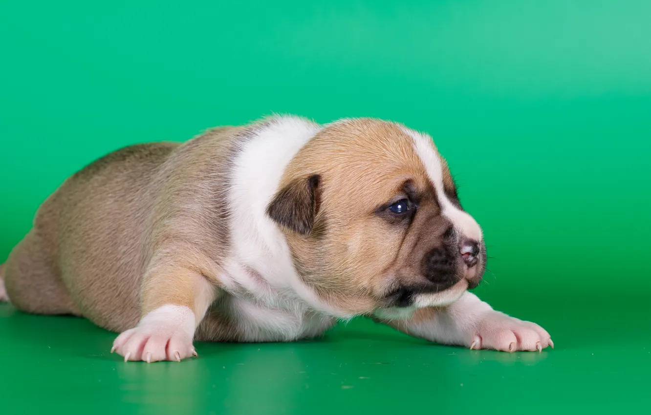 Photo wallpaper dog, puppy, amstaff