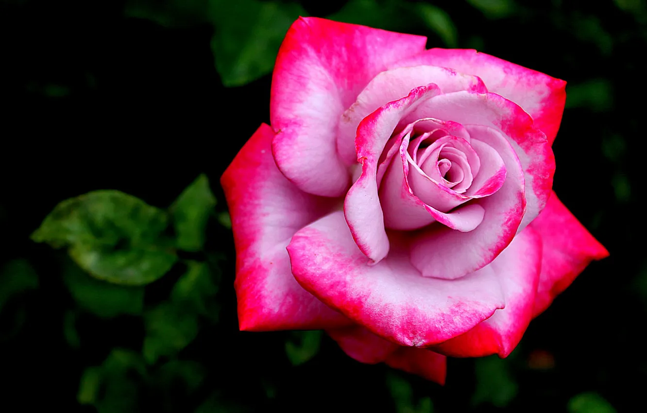 Photo wallpaper flower, rose, petals, pink, rosebud