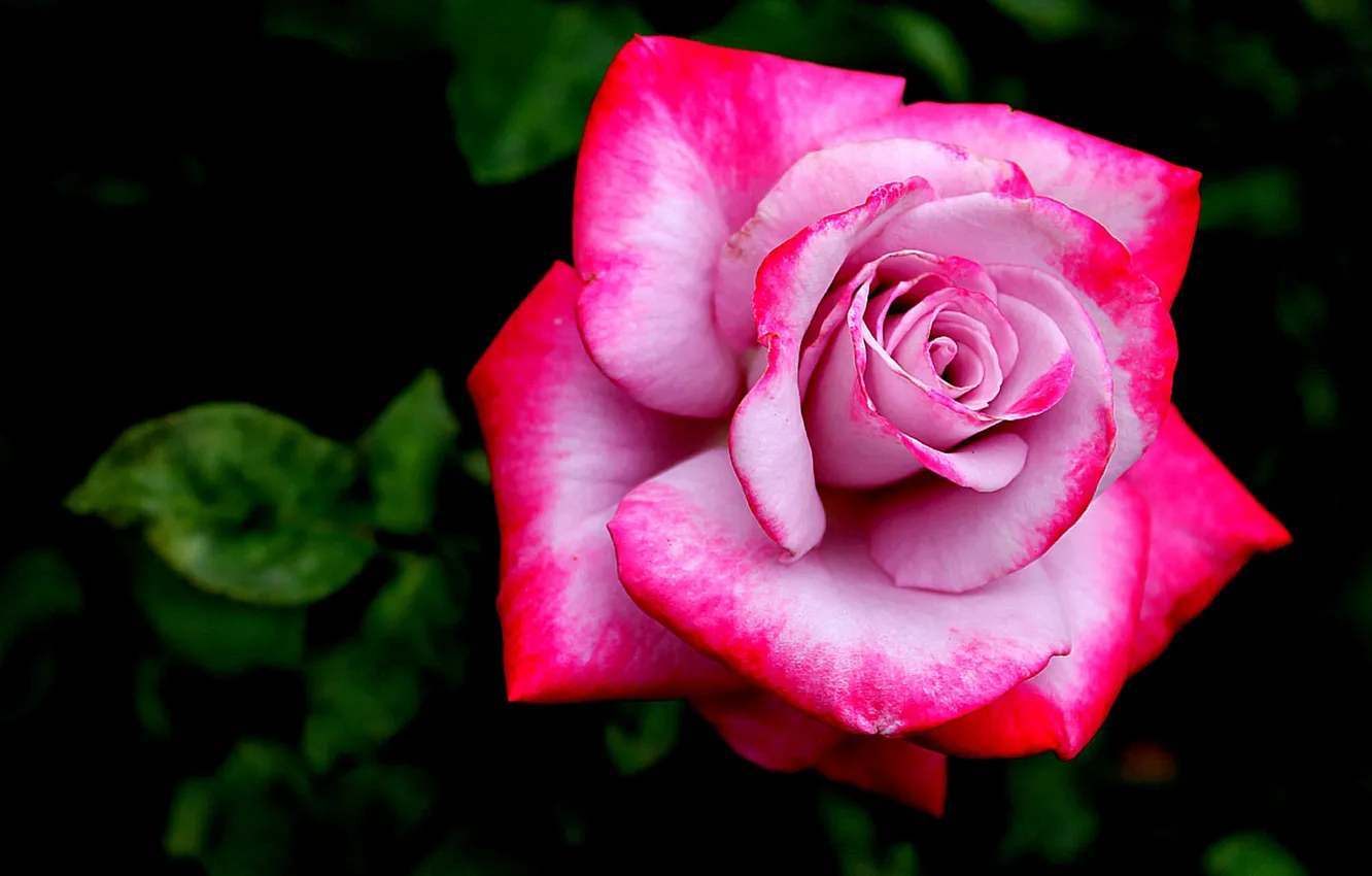 Photo wallpaper flowers, roses, petals, pink, rosebud