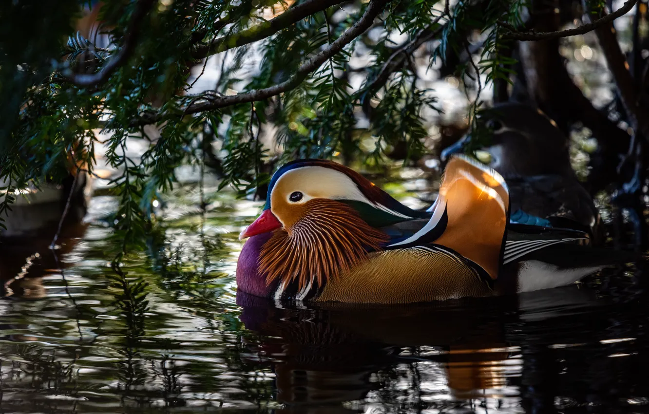 Photo wallpaper leaves, water, light, branches, glare, reflection, duck, ruffle