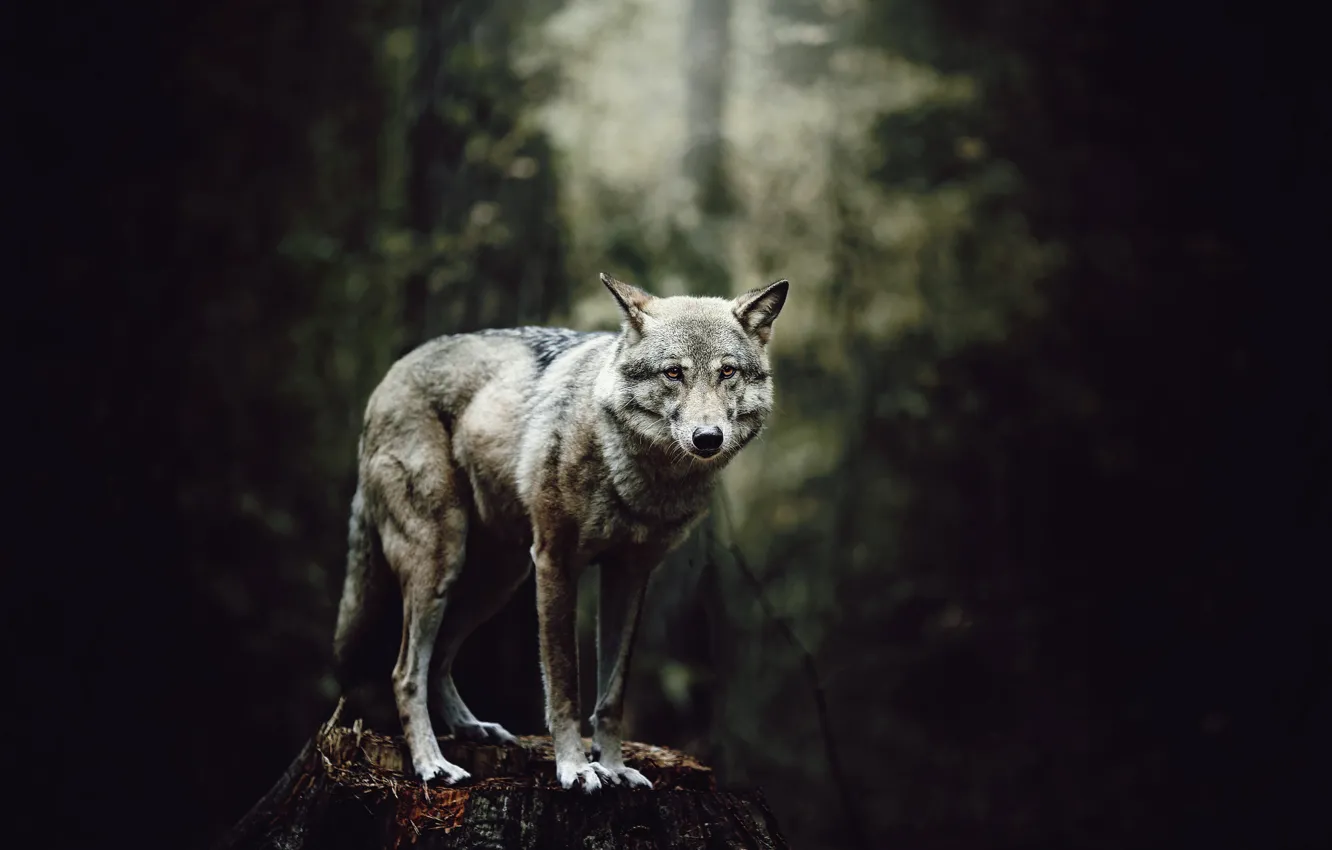 Photo wallpaper forest, wolf, stump