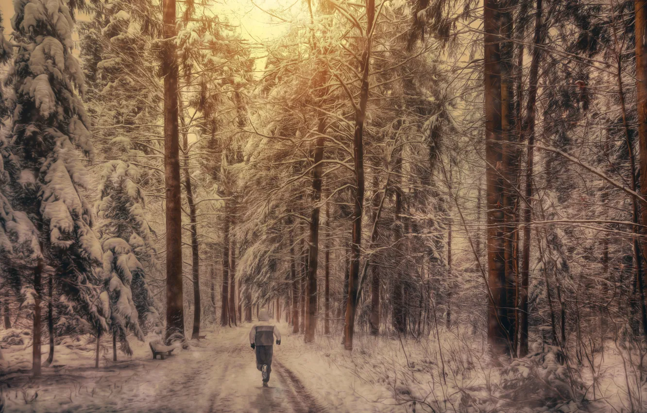 Photo wallpaper forest, snow, treatment, athlete, run, Winter running