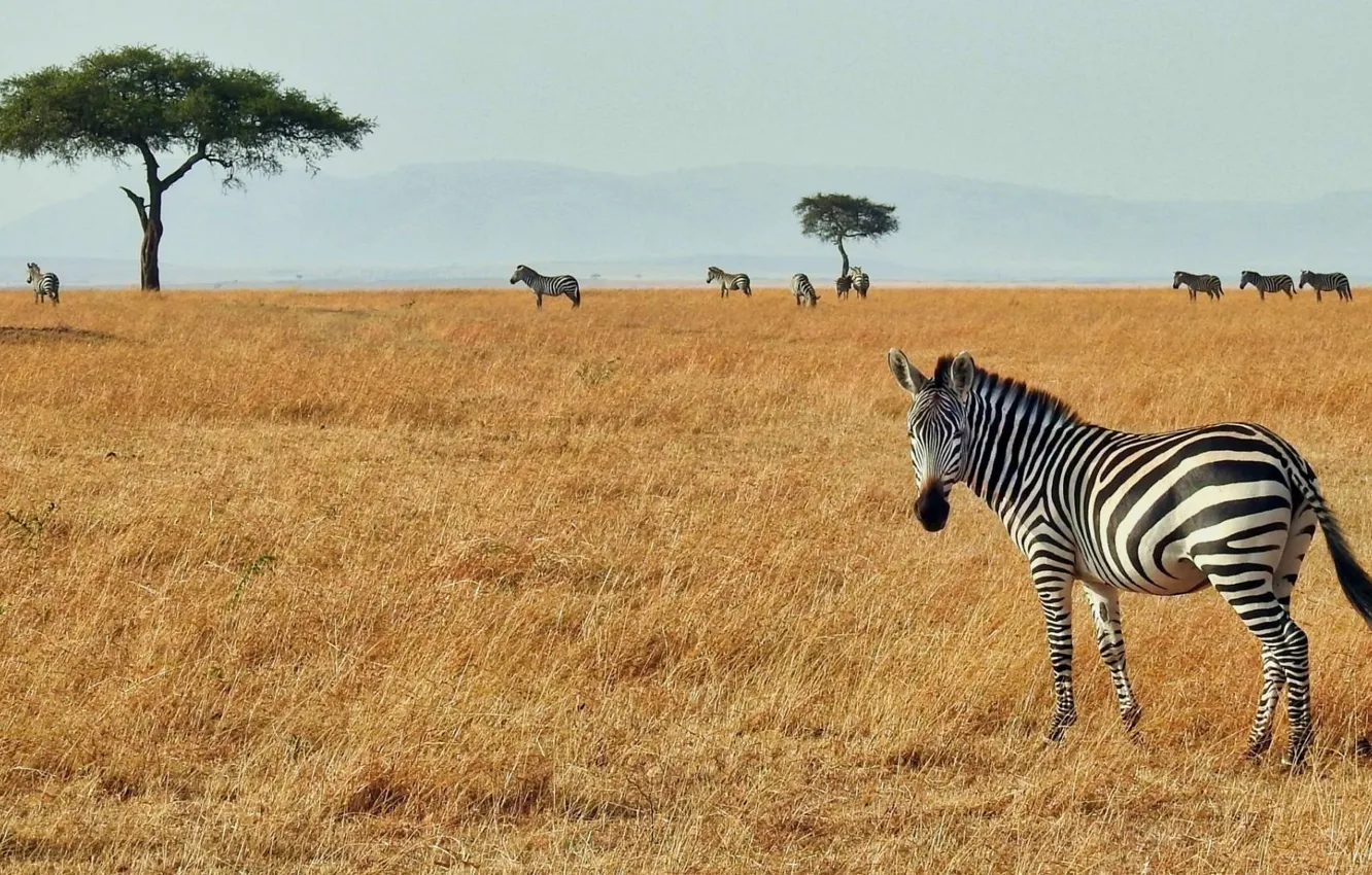 Photo wallpaper africa, zebra, serengeti