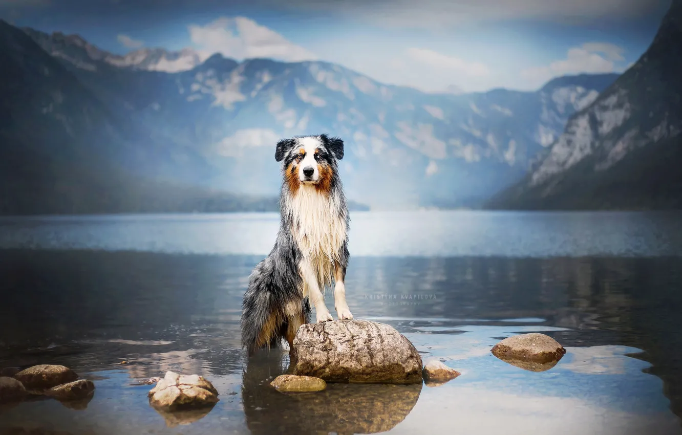 Photo wallpaper mountains, nature, lake, stones, dog, Australian shepherd, Aussie