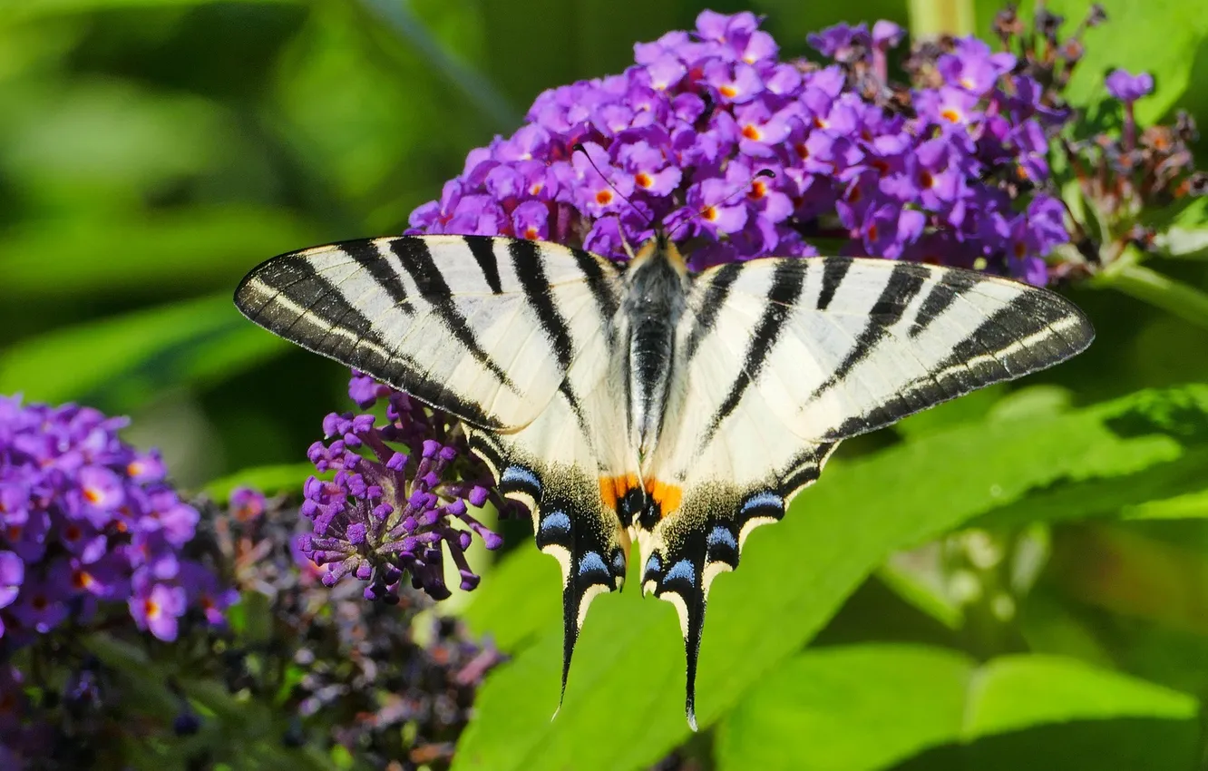 Photo wallpaper flowers, macro, butterfly, wings, beautiful, closeup