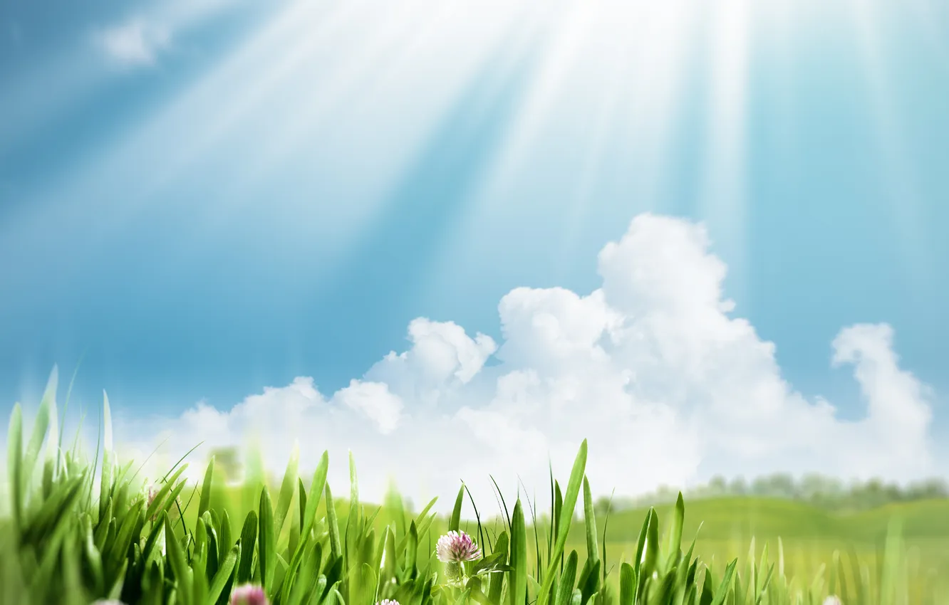 Photo wallpaper summer, grass, the sun, flowers, nature, green