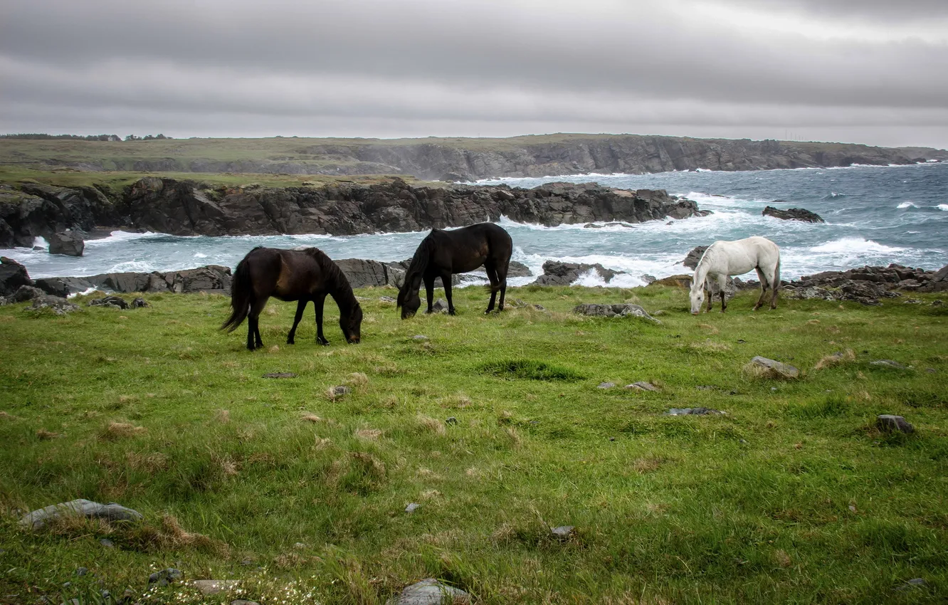 Photo wallpaper horse, Bonavista Newfoundland, Dungeon Provincial Park