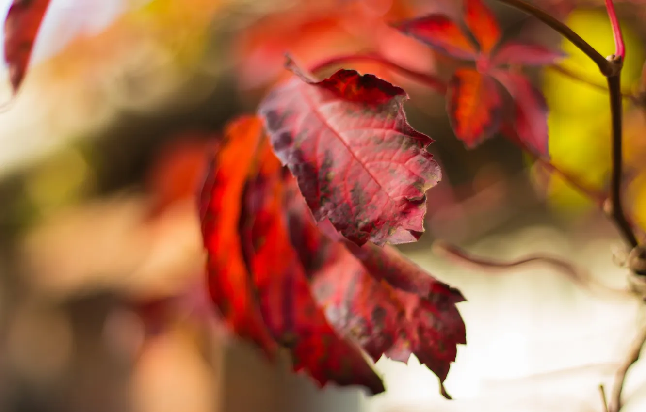 Photo wallpaper autumn, leaves, nature