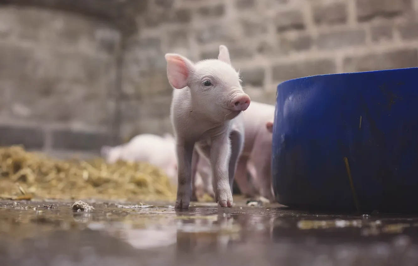 Photo wallpaper background, animal, pig