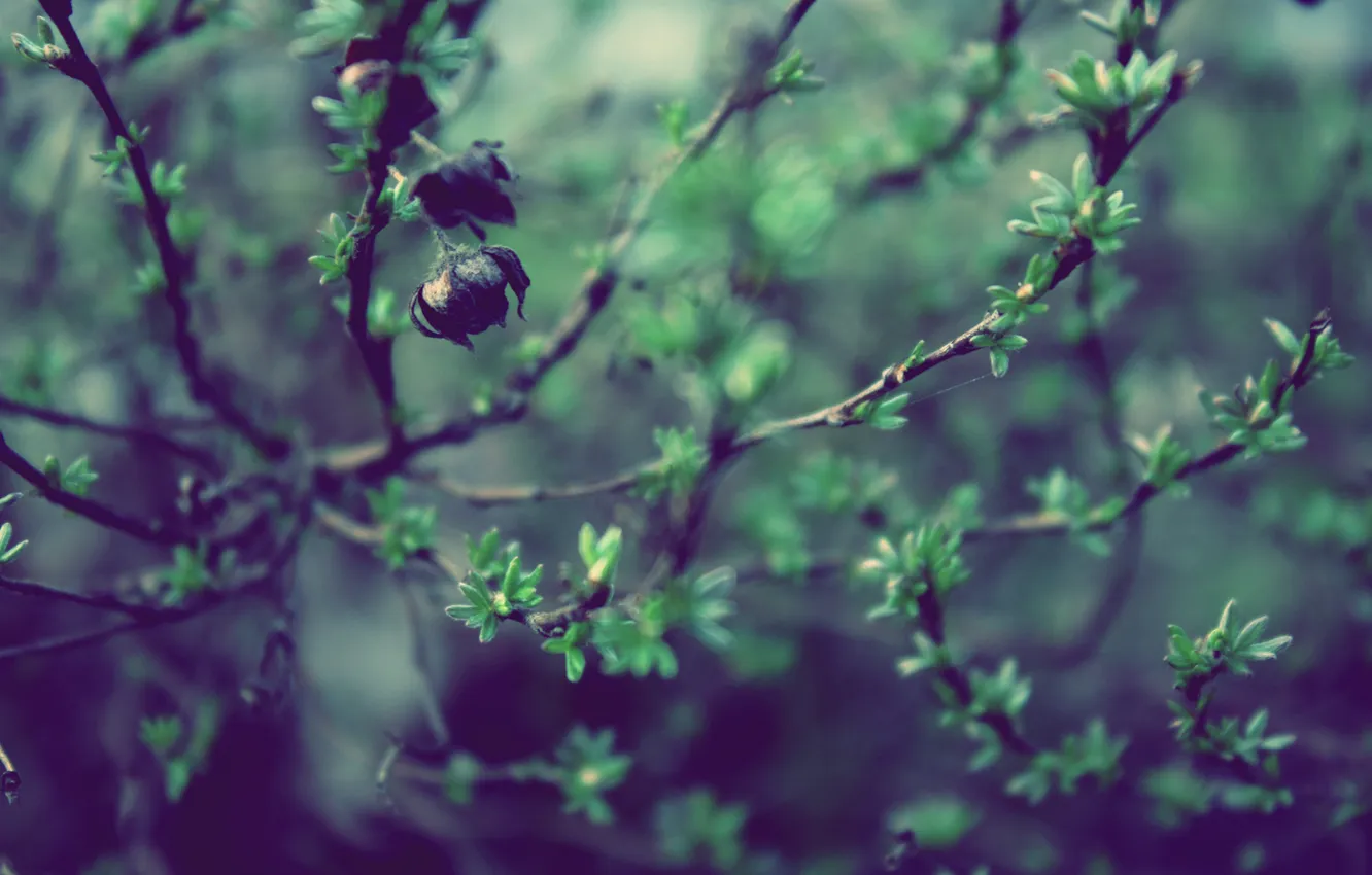 Photo wallpaper greens, branches, nature