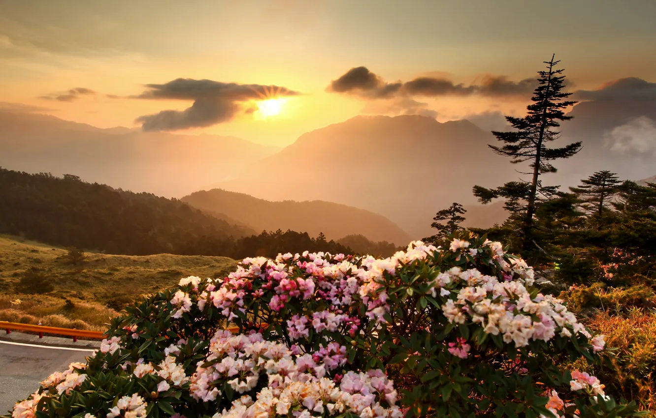 Photo wallpaper the sky, landscape, sunset, flowers, mountains
