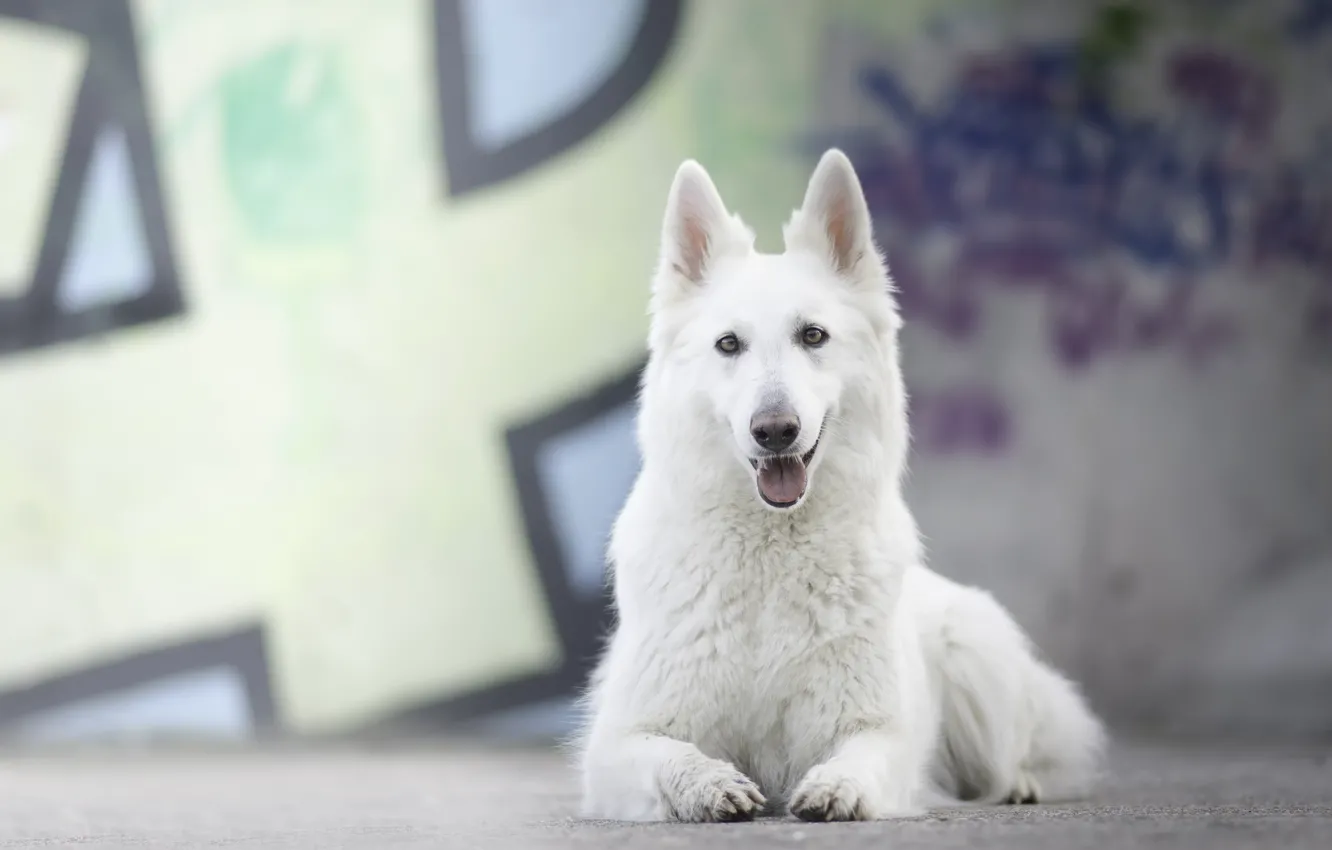 Photo wallpaper dog, bokeh, The white Swiss shepherd dog