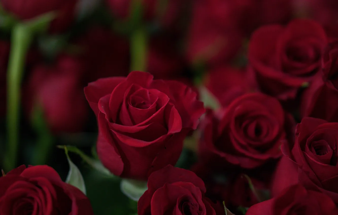 Photo wallpaper roses, bouquet, red, red, flower, roses, Bud