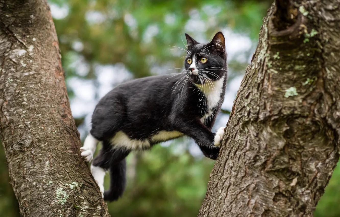 Photo wallpaper cat, cat, tree, black