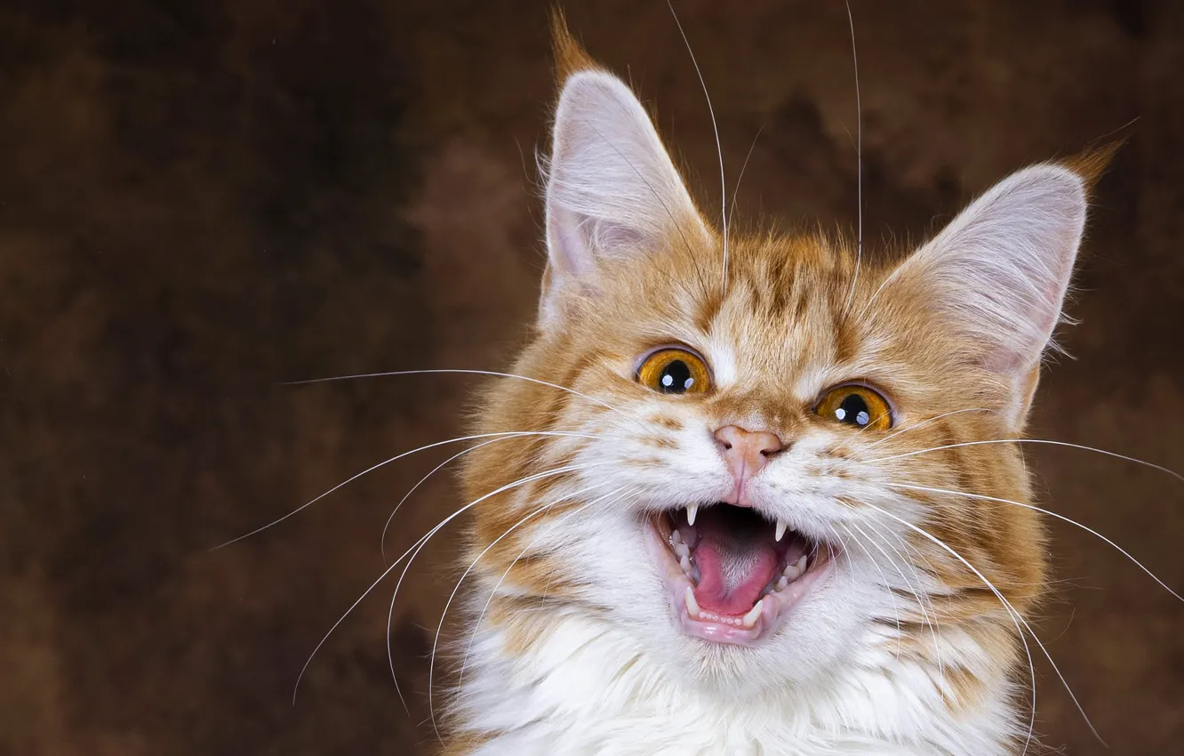 Photo wallpaper language, cat, look, pose, background, portrait, mouth, red