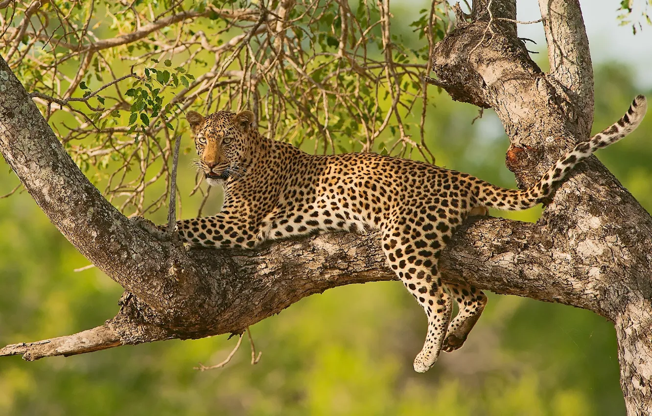 Photo wallpaper trees, branches, stay, leopard, wild cat, on the tree