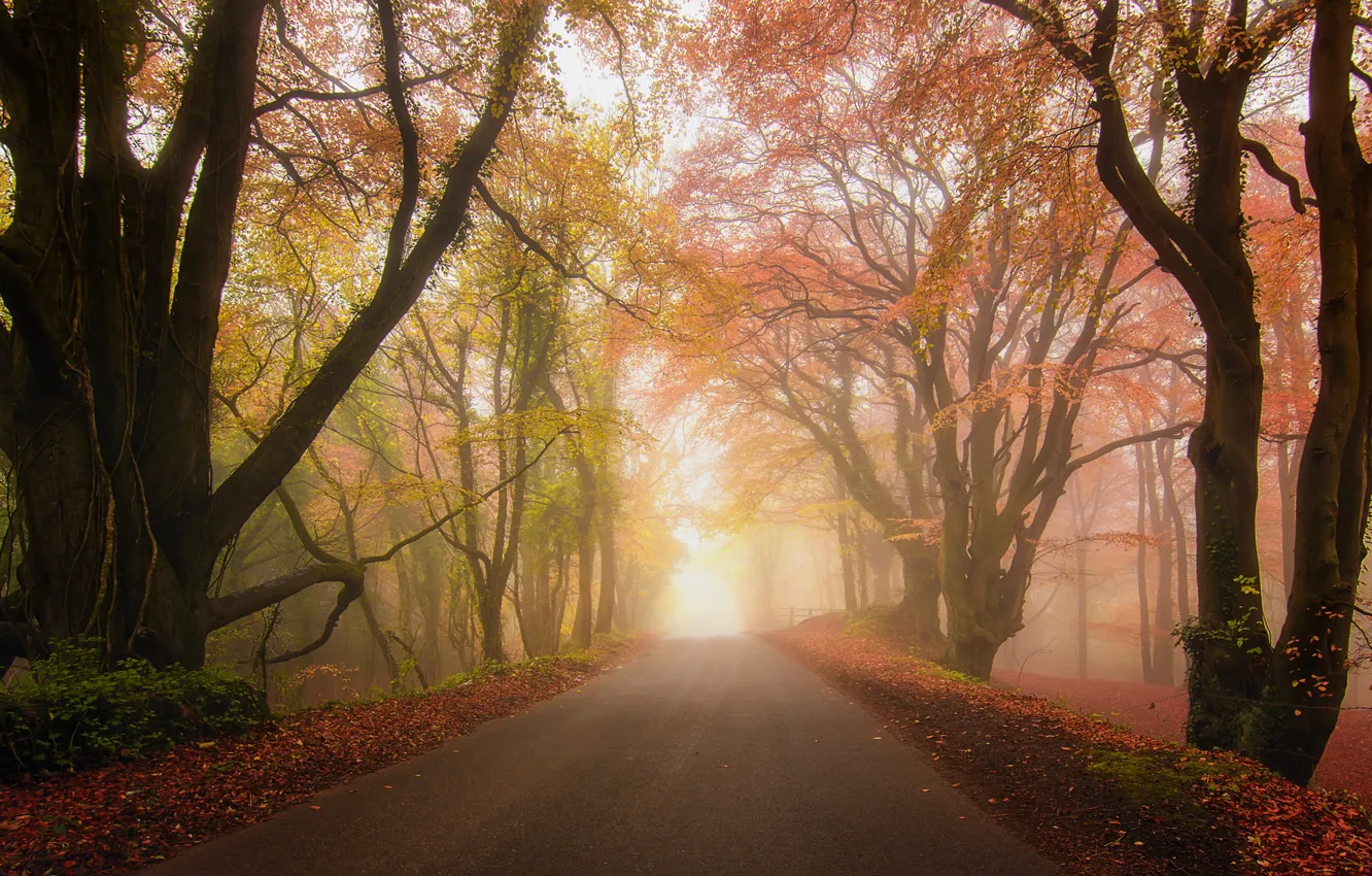 Photo wallpaper road, autumn, forest, fog, Park
