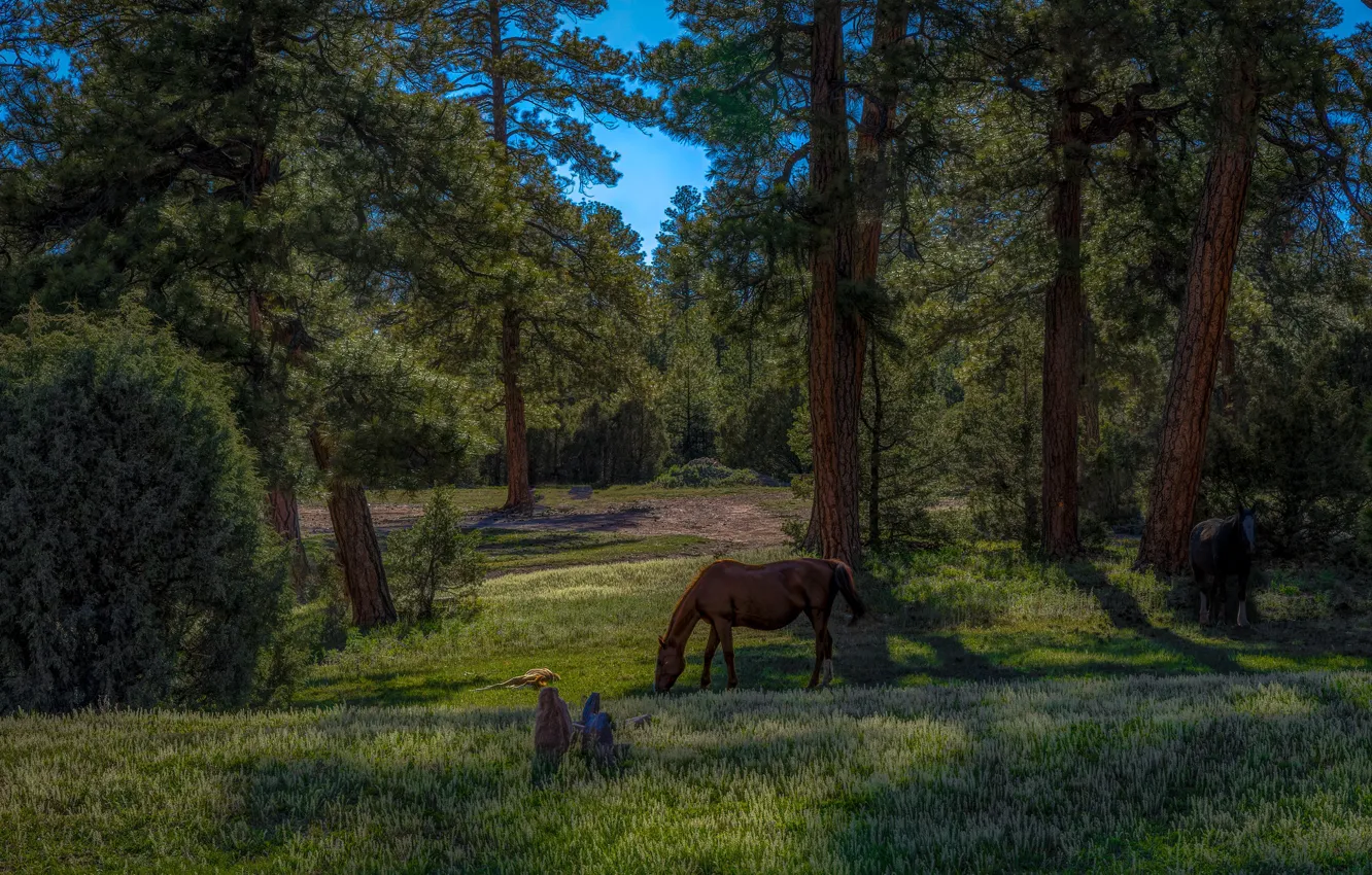 Photo wallpaper forest, trees, landscape, nature, glade, horses, horse, pine