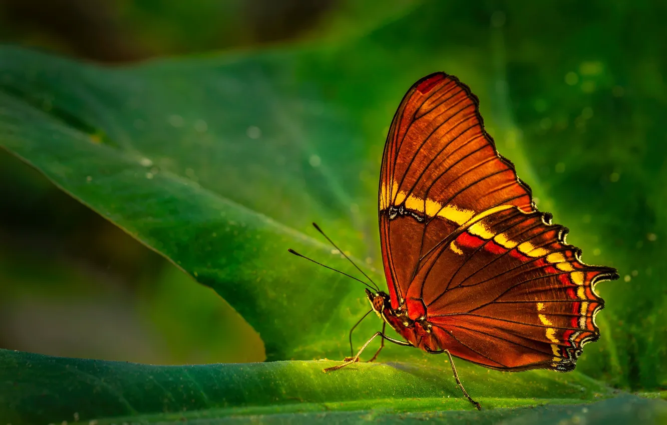 Photo wallpaper leaves, macro, orange, nature, butterfly, plant, insect