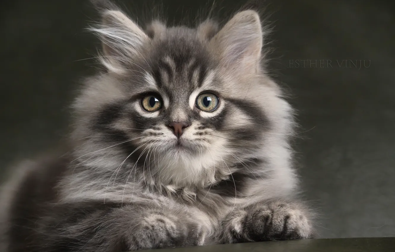 Photo wallpaper look, grey, fluffy, baby, kitty