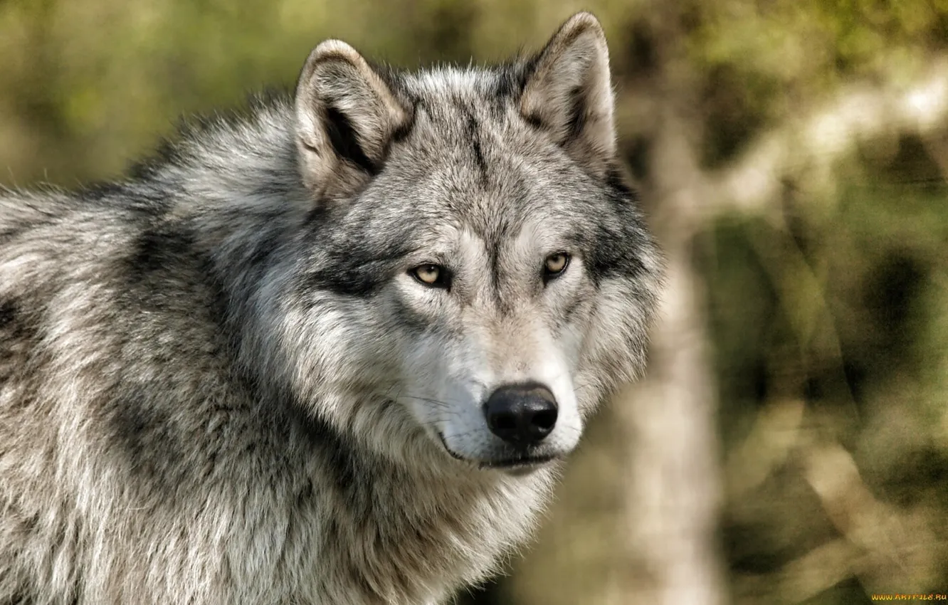 Photo wallpaper Predator, nature, animal, wolf, wildlife, Canis lupus., portrait.