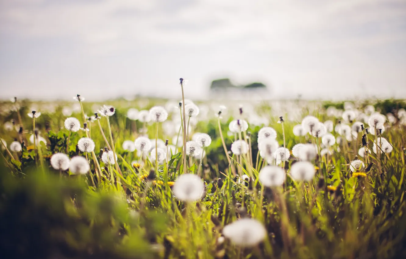 Photo wallpaper summer, nature, dandelion