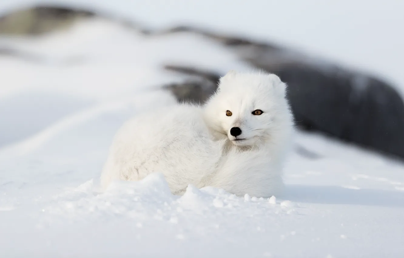 Photo wallpaper winter, white, look, face, snow, nature, background, the snow