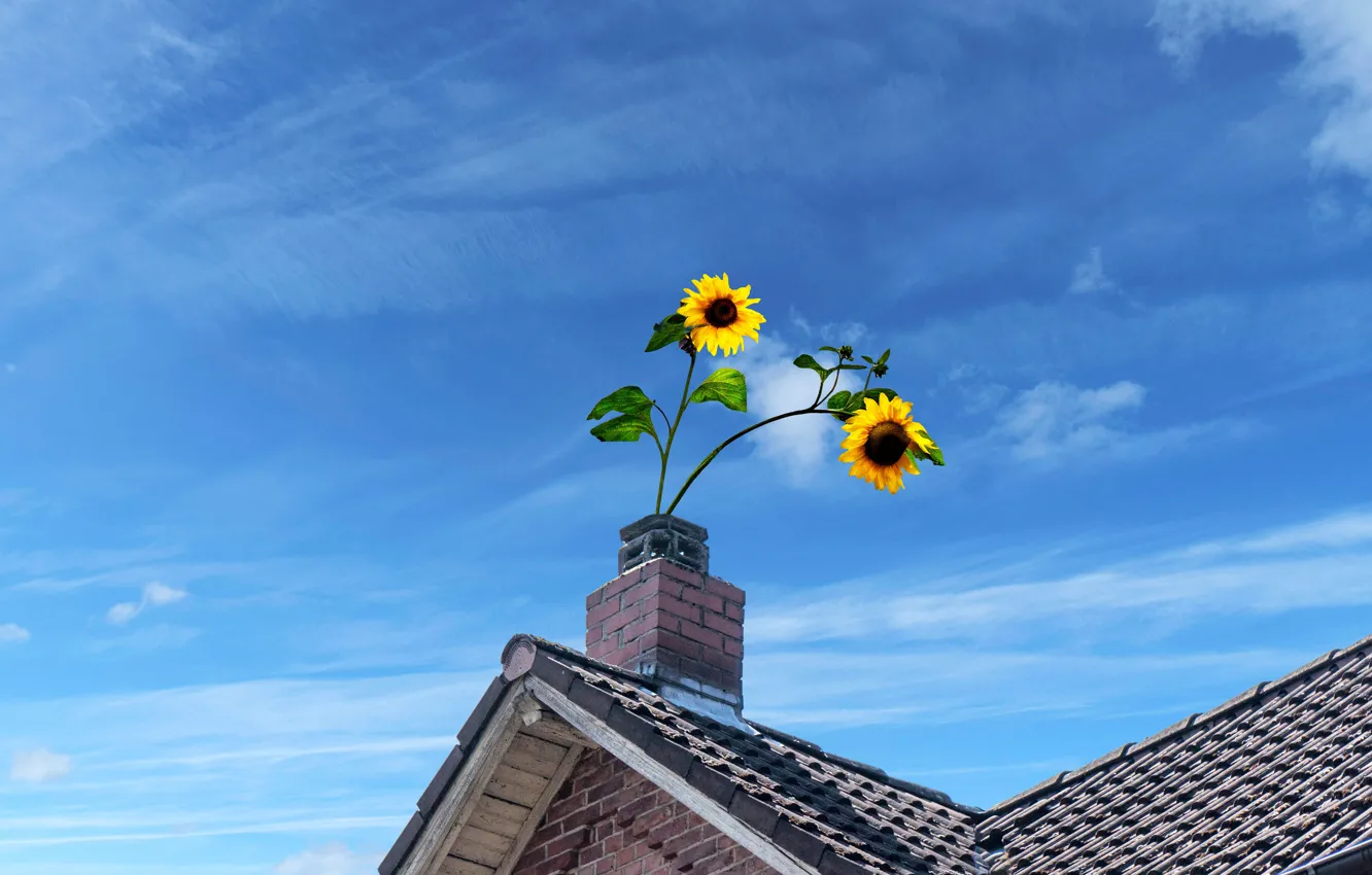 Photo wallpaper roof, summer, sunflowers, flowers, yellow, blue, rendering, two