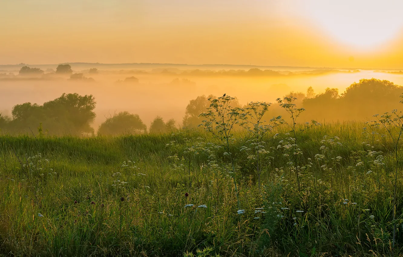 Photo wallpaper field, forest, grass, fog, dal, morning, shrub, solche
