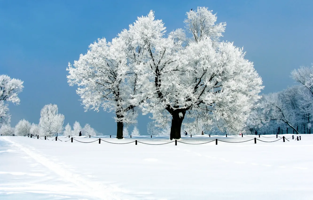 Photo wallpaper winter, frost, snow, trees, Nature