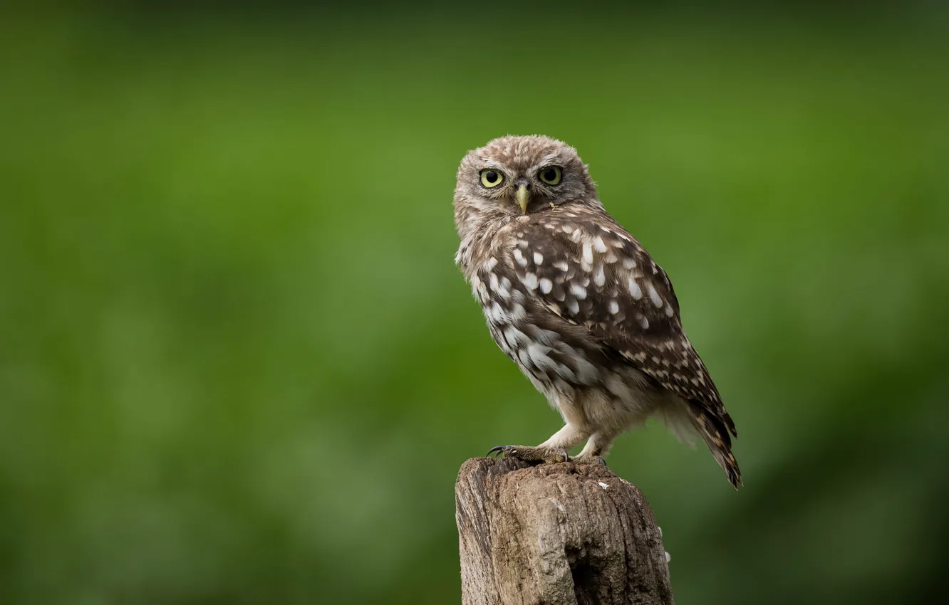 Photo wallpaper bird, columns, little owl