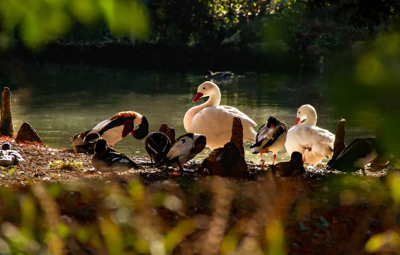 Photo wallpaper summer, light, bird, shore, vegetation, duck, pack, different