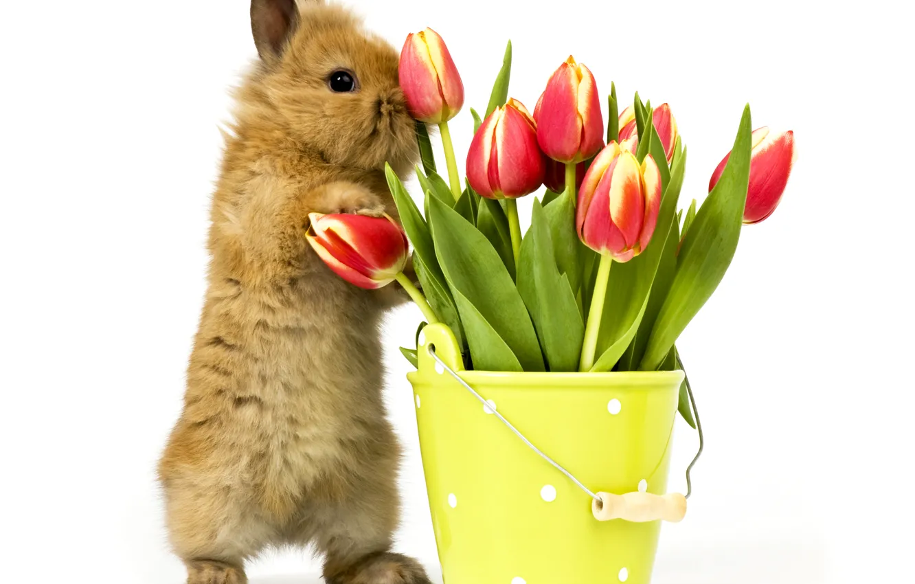 Photo wallpaper flowers, rabbit, tulips, rabbit, tulips, bunny