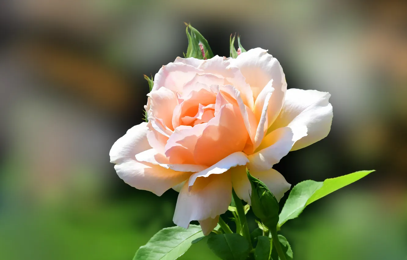 Photo wallpaper tenderness, rose, petals