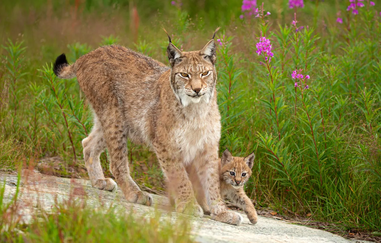 Photo wallpaper flowers, look, pose, nature, walk, pair, lynx, mom