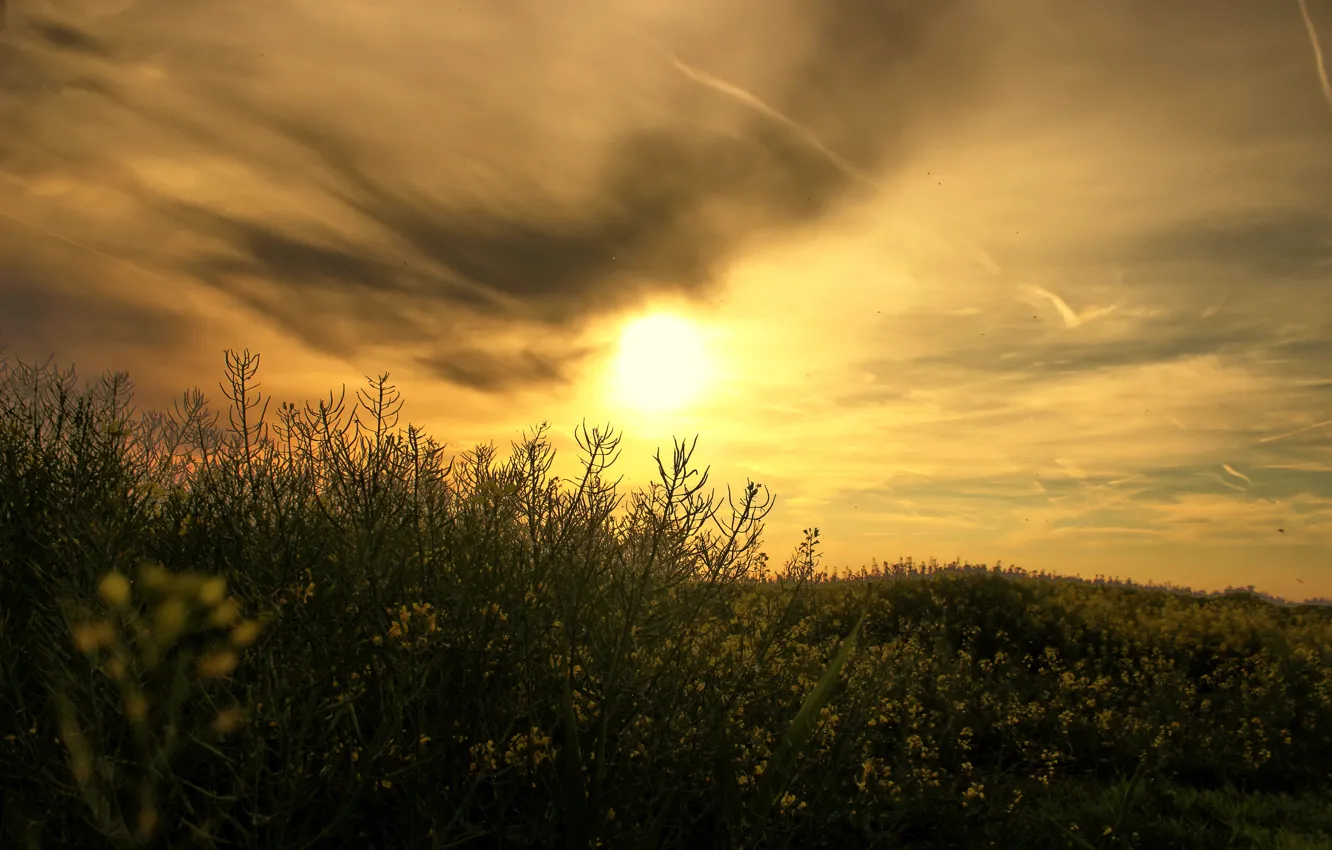 Photo wallpaper the sun, sunset, nature, rape, rapeseed field