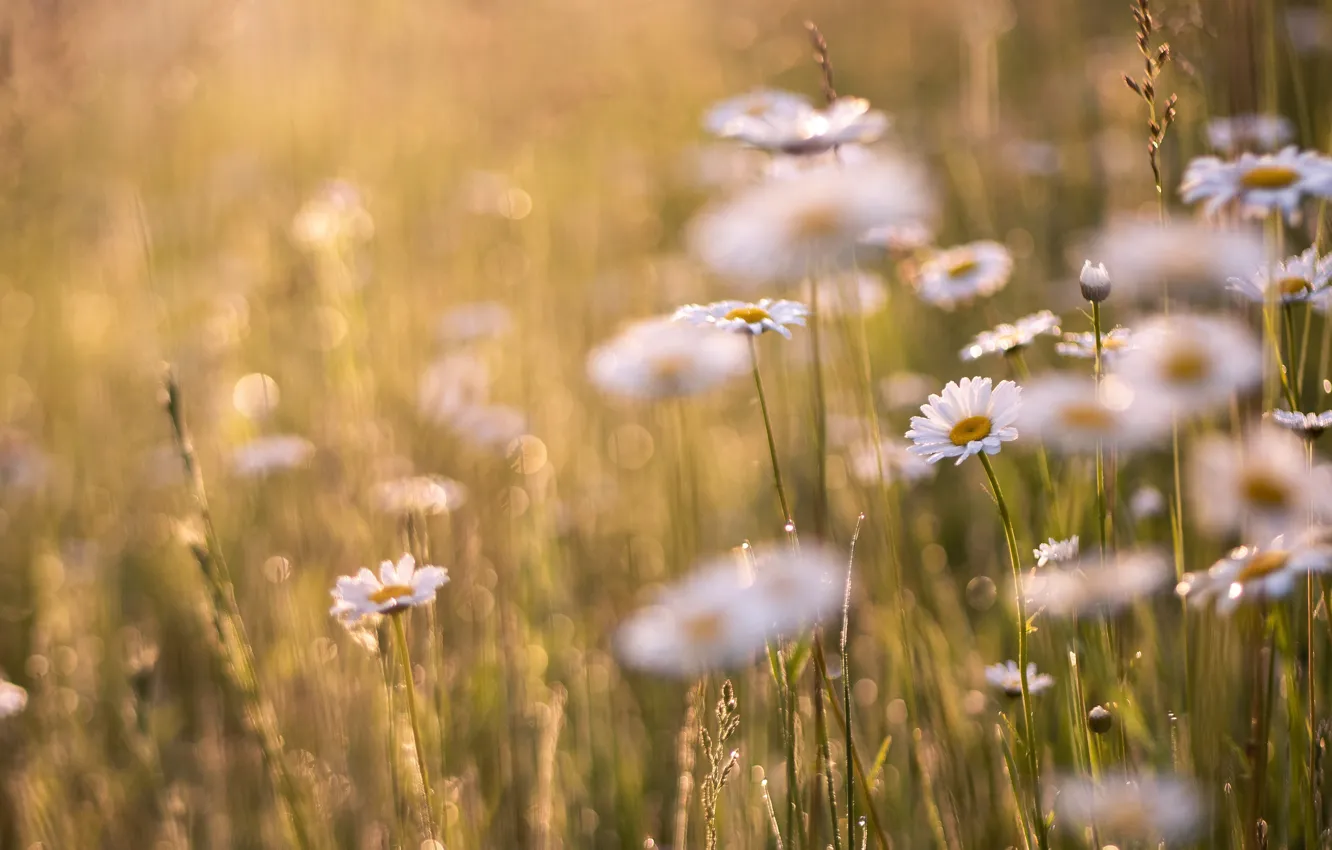 Photo wallpaper field, summer, flowers, glade, chamomile, blur, spikelets, meadow