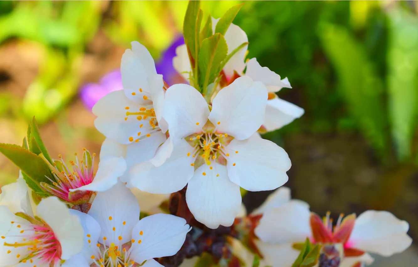 Photo wallpaper Spring, Spring, Flowering, Flowering