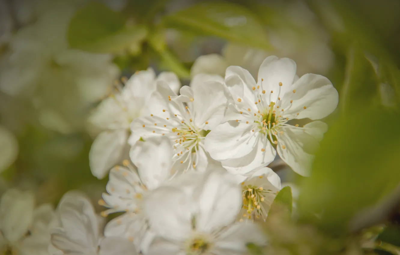 Photo wallpaper white, flowers, cherry, green, spring, blooms