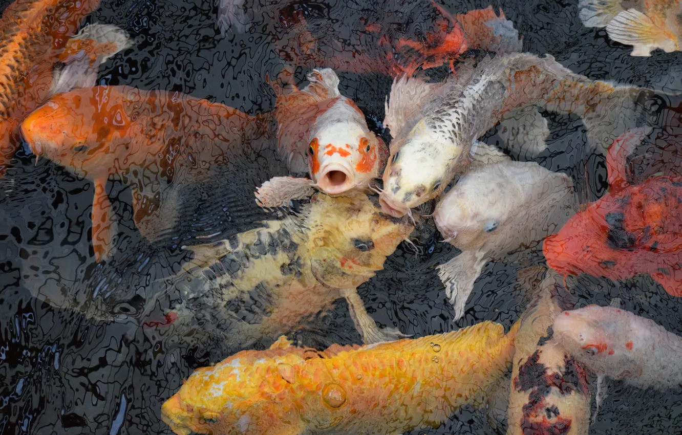 Photo wallpaper fish, pond, a lot