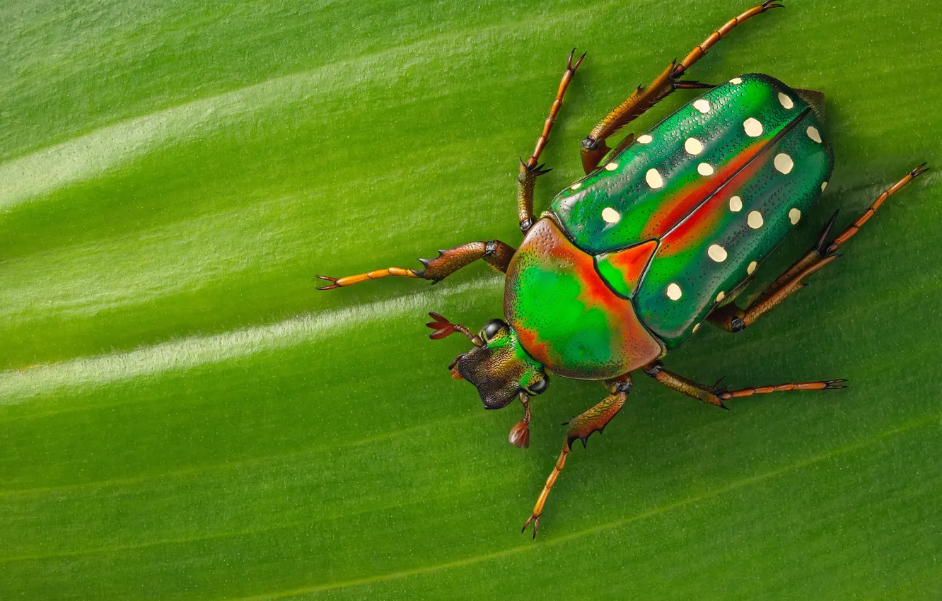 Photo wallpaper macro, beetle, insect