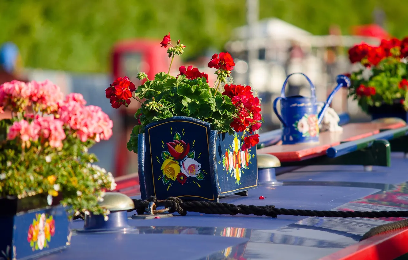 Photo wallpaper rope, pot, geranium