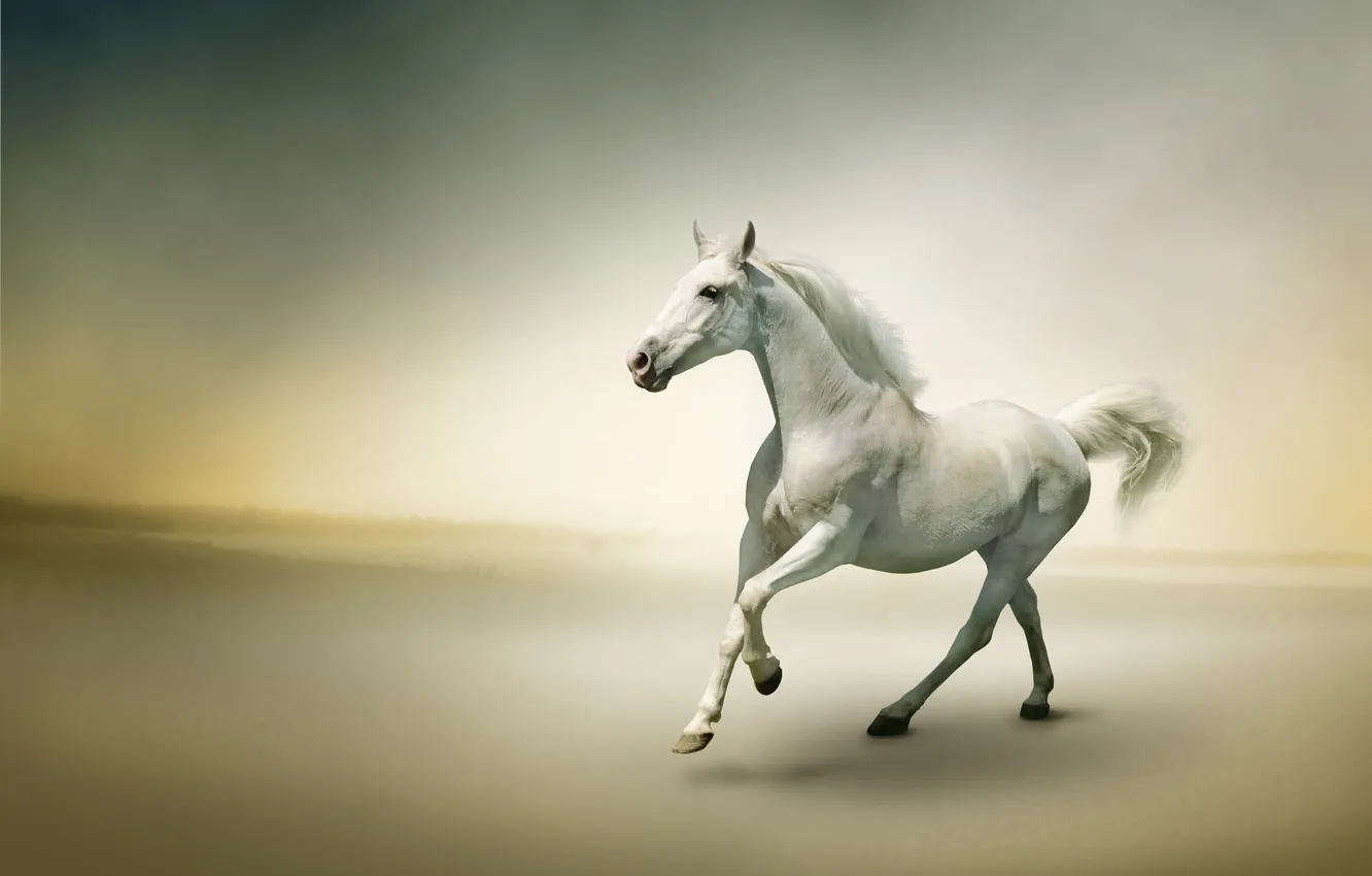 Photo wallpaper fog, river, horse, running