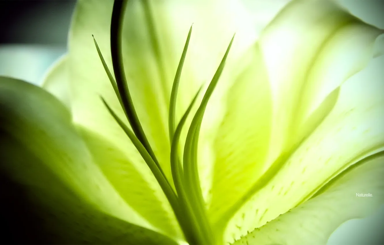 Photo wallpaper greens, macro, nature, photo, background, Wallpaper, plant